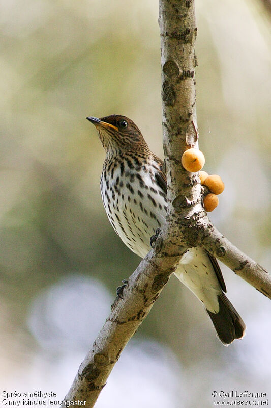 Violet-backed Starling female adult