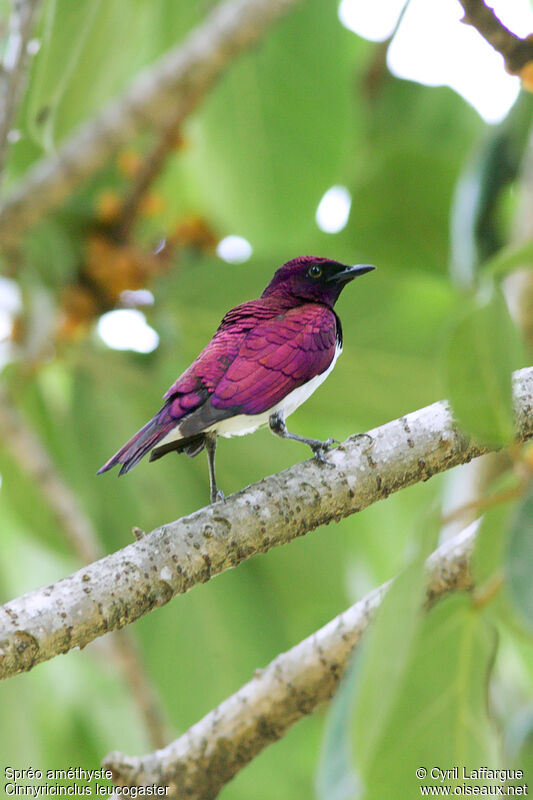 Violet-backed Starling male adult