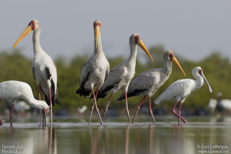 Yellow-billed Stork