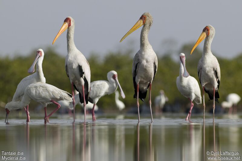 Yellow-billed Storkadult, identification