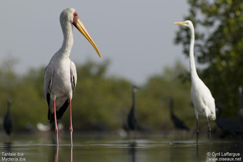 Yellow-billed Stork