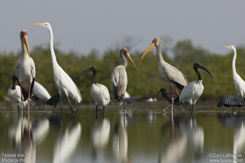 Tantale ibis, identification