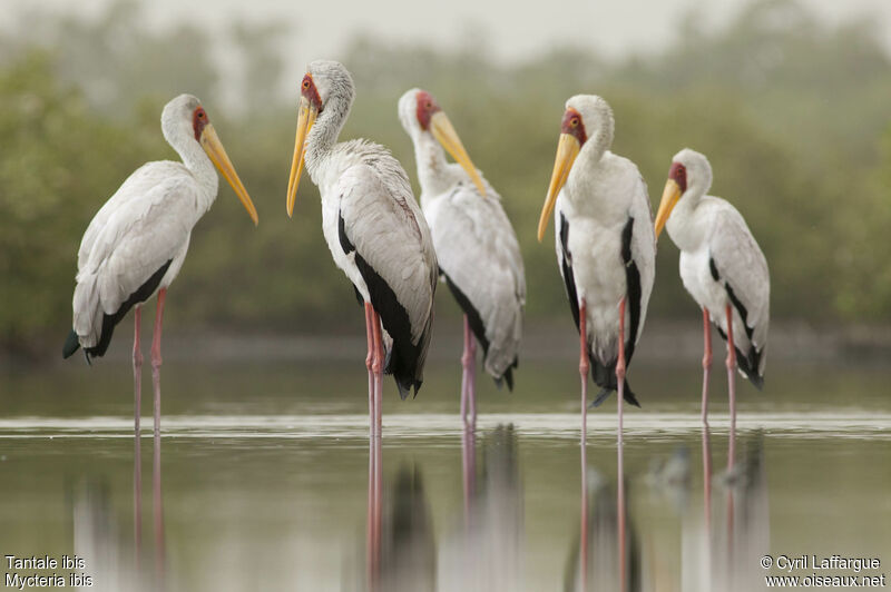 Yellow-billed Storkadult, identification