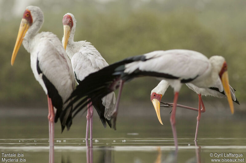 Yellow-billed Storkadult, identification