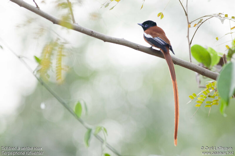 Red-bellied Paradise Flycatcher male adult, identification