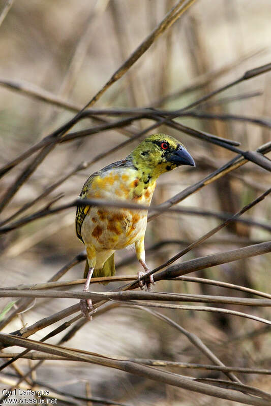 Village Weaver male adult transition, pigmentation