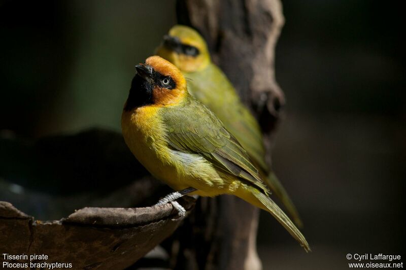 Olive-naped Weaveradult, identification