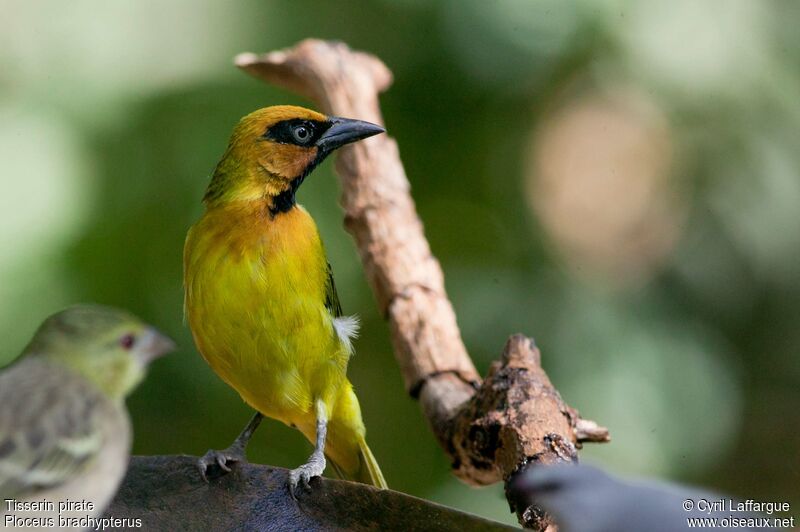 Olive-naped Weaver male adult, identification