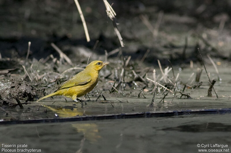 Olive-naped Weaverjuvenile, pigmentation, drinks