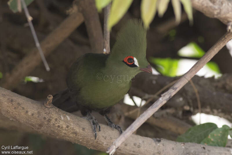 Touraco vert, portrait