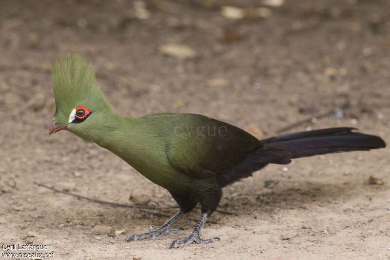 Guinea Turacoadult, identification