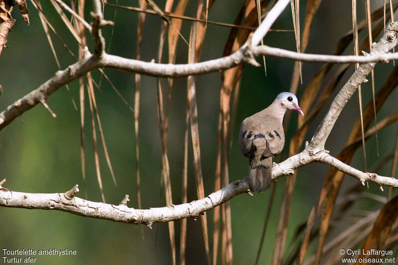 Blue-spotted Wood Dove