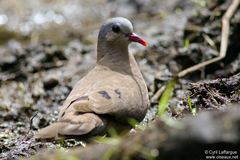 Blue-spotted Wood Dove