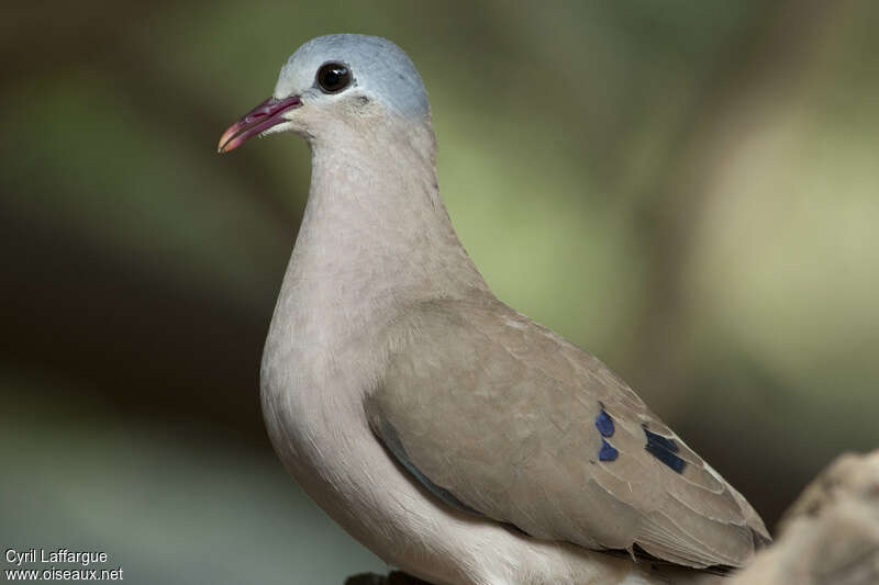 Blue-spotted Wood Doveadult