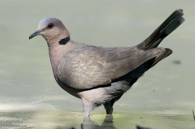 Red-eyed Doveadult, Behaviour