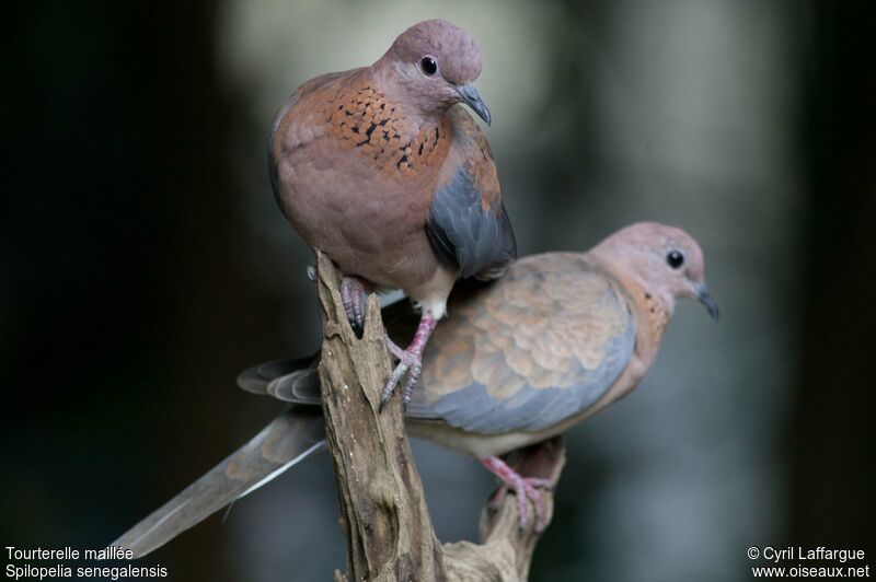 Laughing Doveadult, identification