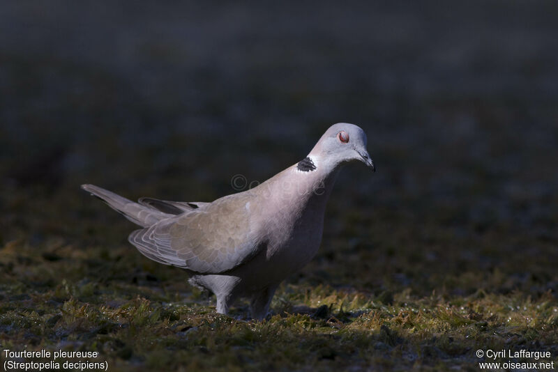 Mourning Collared Dove