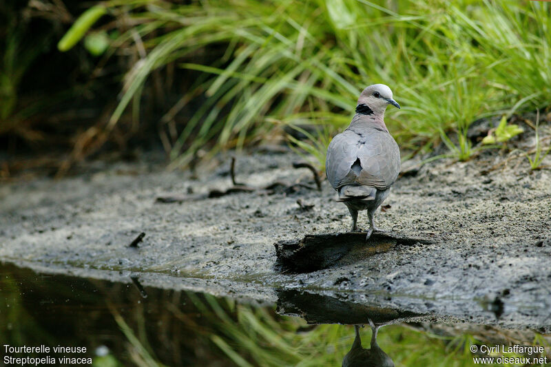 Vinaceous Dove