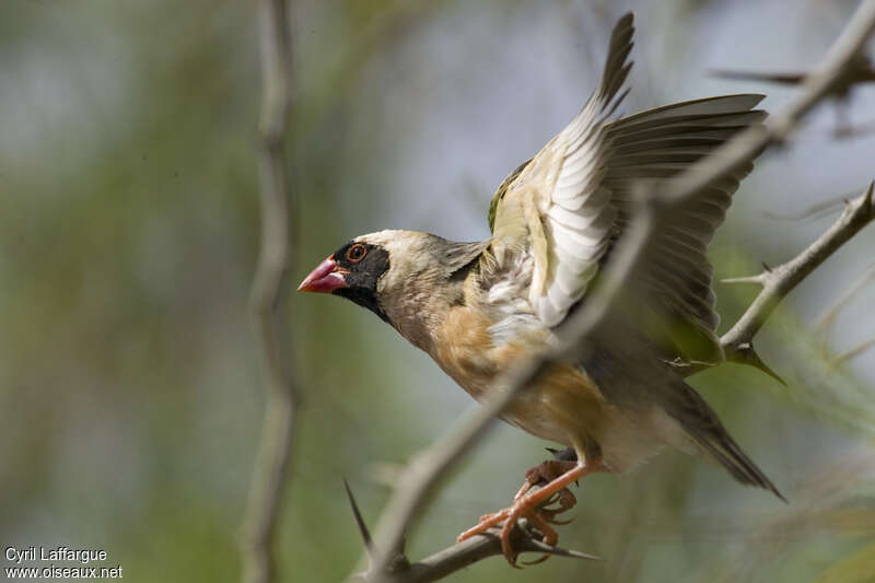 Red-billed Queleaadult breeding, aspect, pigmentation, Behaviour