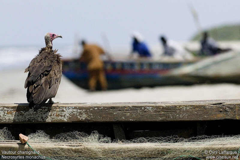 Hooded Vulture