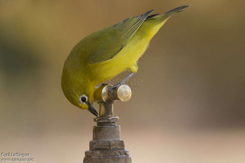 Northern Yellow White-eyeadult, drinks, Behaviour