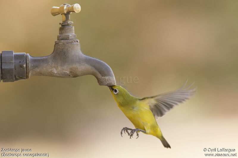 Northern Yellow White-eye