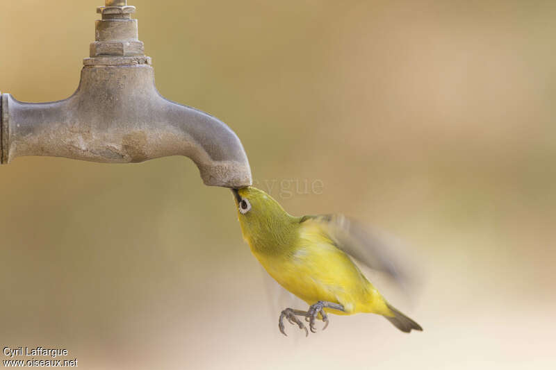 Northern Yellow White-eye, Flight, drinks