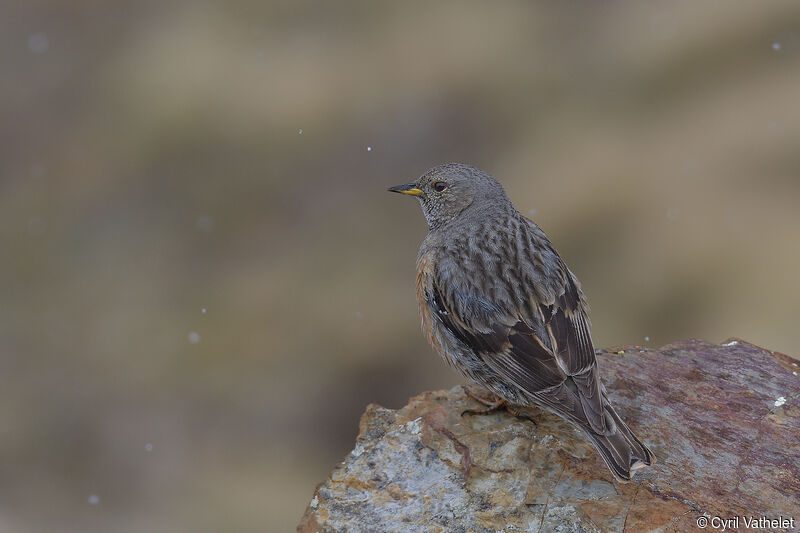 Alpine Accentoradult, identification, aspect, pigmentation