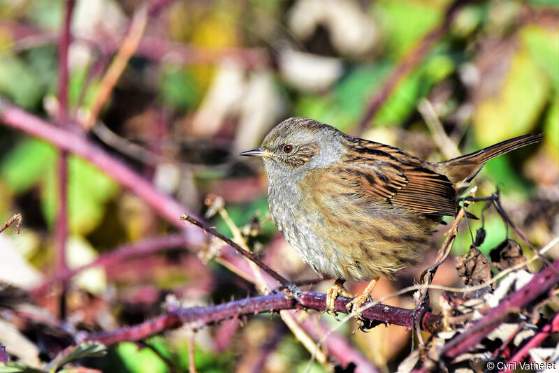 Accenteur mouchetadulte, identification, composition