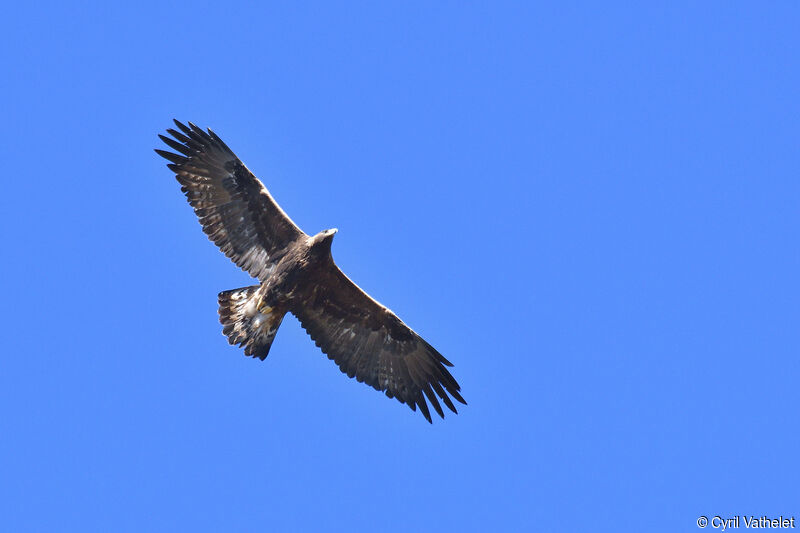 Aigle royal, composition, pigmentation, Vol