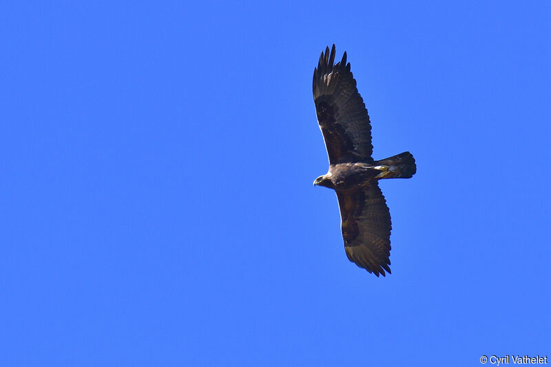 Aigle royal, composition, pigmentation, Vol