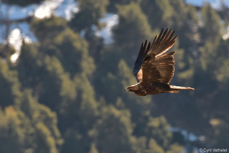 Aigle royal, composition, pigmentation, Vol