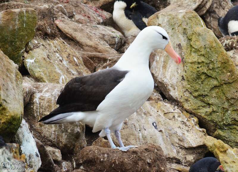 Black-browed Albatrossadult, Reproduction-nesting