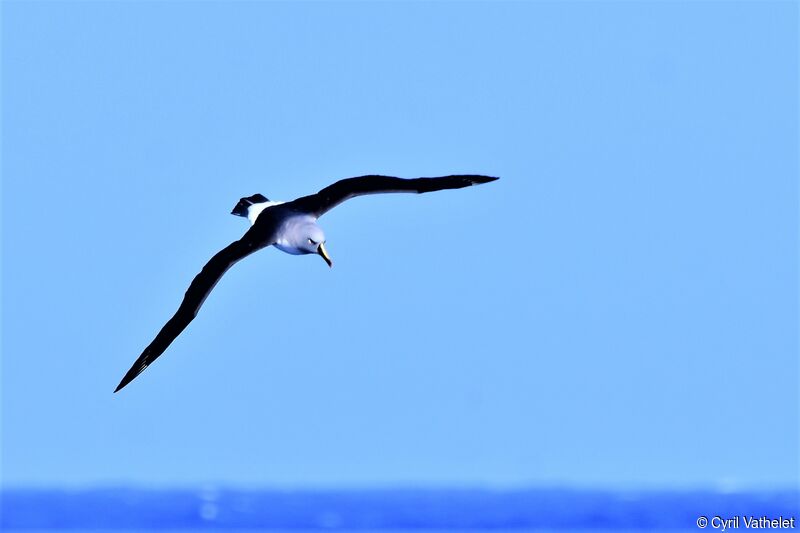 Albatros à tête griseadulte, identification, composition, Vol