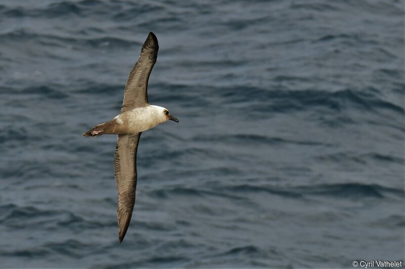 Albatros fuligineux, composition, Vol