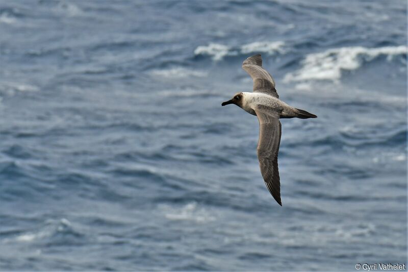 Light-mantled Albatross, aspect, Flight