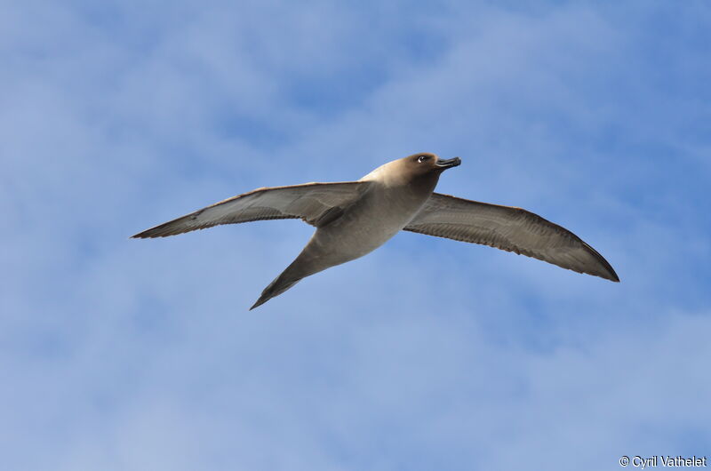 Albatros fuligineux, identification, composition, Vol