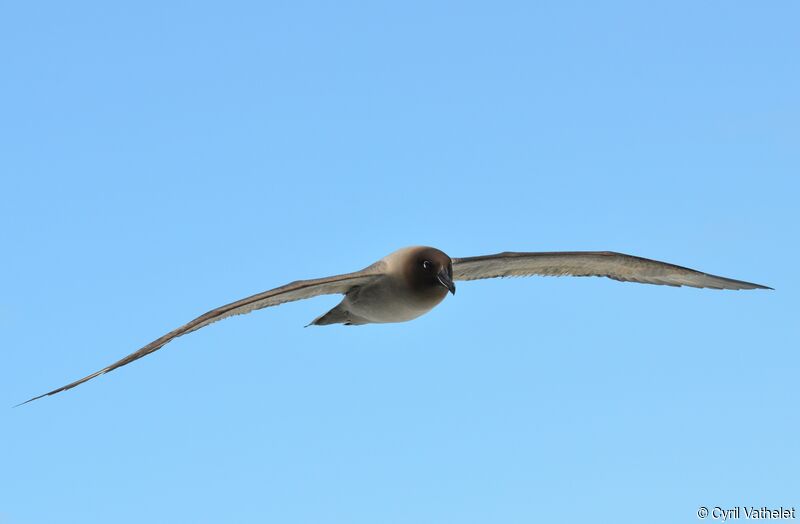 Light-mantled Albatross, identification, aspect, Flight