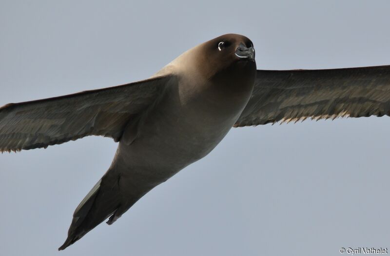 Albatros fuligineuxadulte, identification, composition, pigmentation, Vol