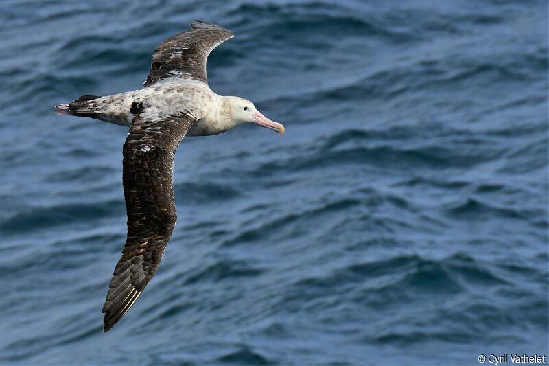 Snowy Albatrosssubadult, aspect, pigmentation, Flight