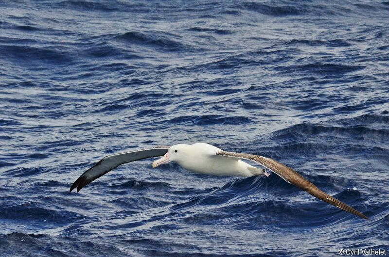 Southern Royal Albatrossadult, identification, aspect, pigmentation, Flight