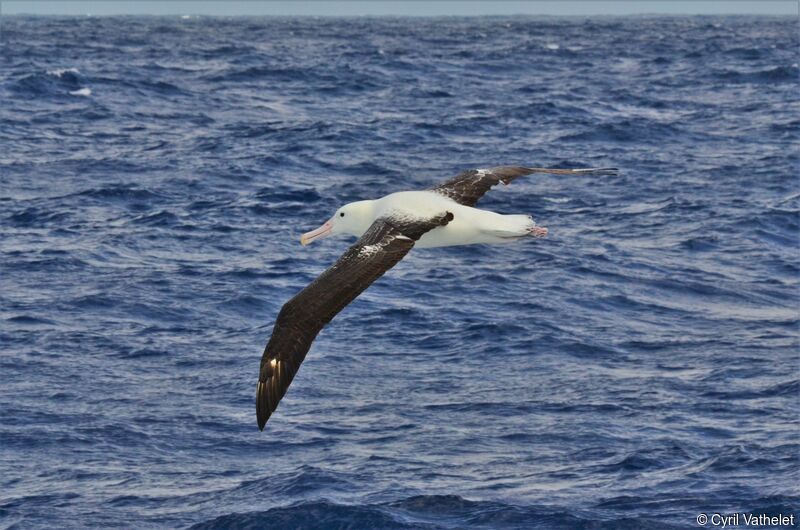 Albatros royaladulte, identification, composition, pigmentation, Vol