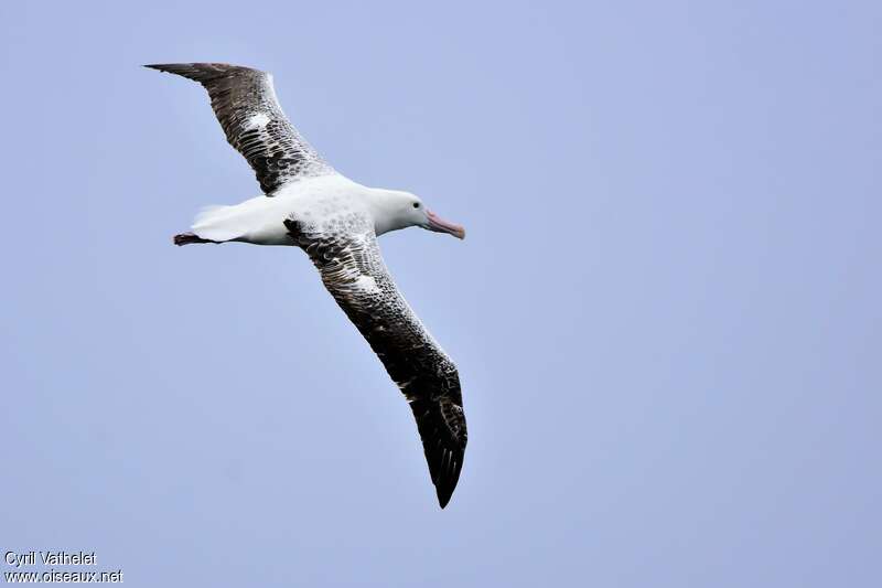 Southern Royal Albatrossadult, pigmentation, Flight