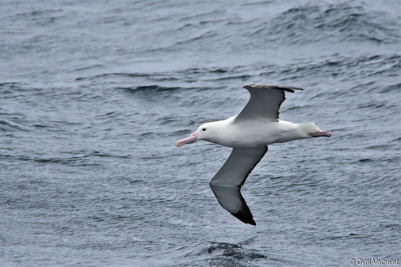 Albatros royaladulte, Vol