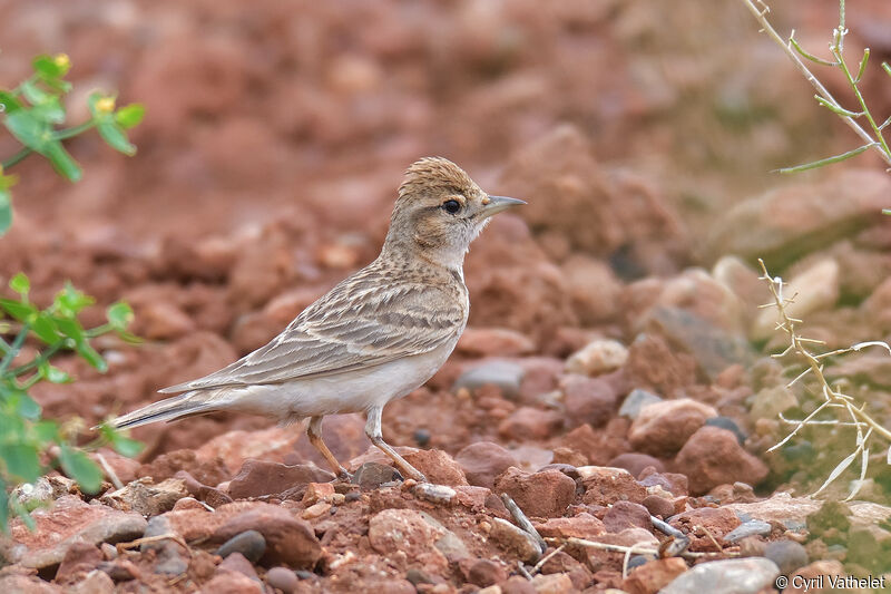 Greater Short-toed Larkadult, identification, aspect, pigmentation, walking