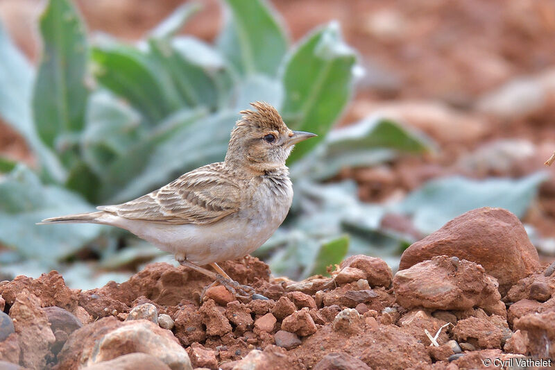 Greater Short-toed Larkadult, identification, aspect, pigmentation, walking