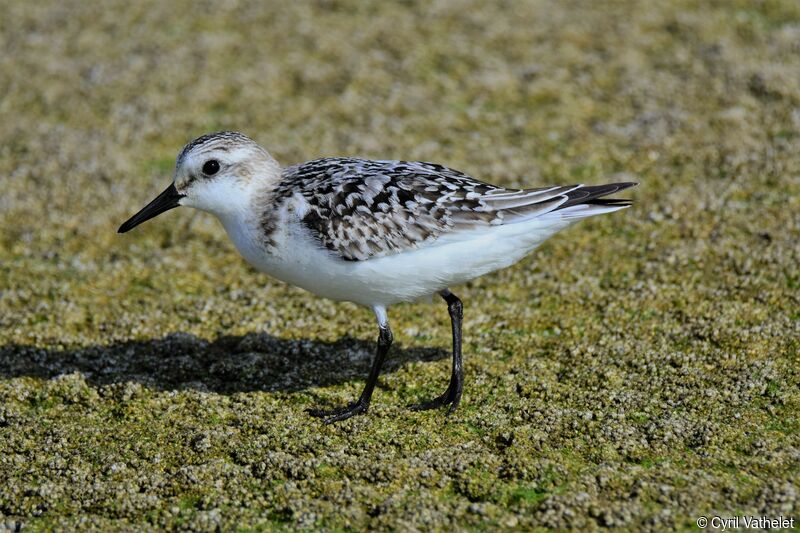 Bécasseau sanderling, identification, composition