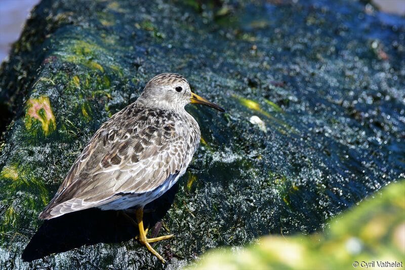 Purple Sandpiperadult breeding, identification, aspect