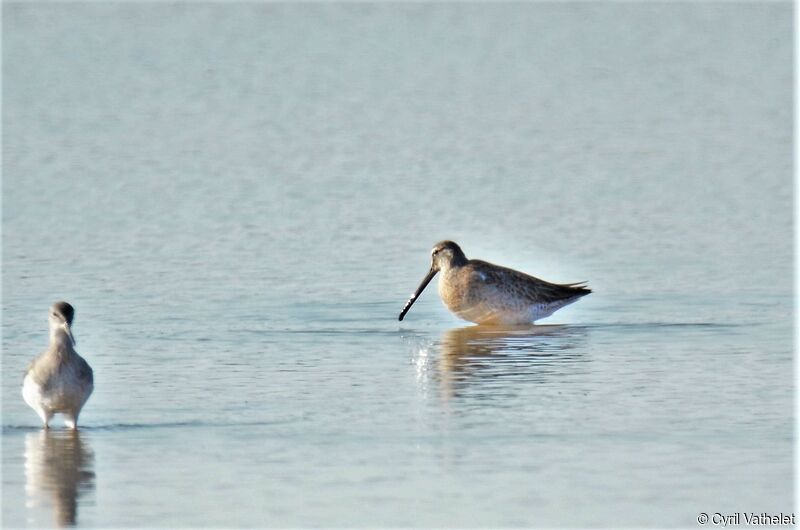 Long-billed Dowitcher, identification