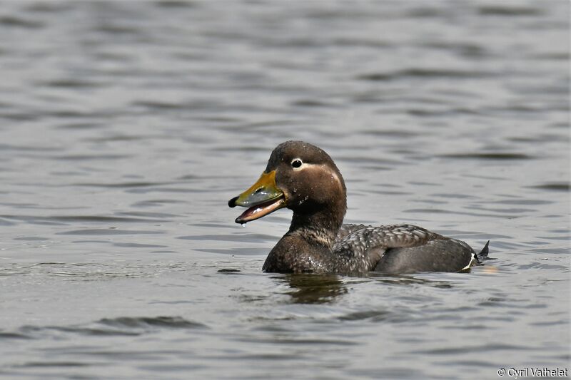 Brassemer de Patagonie femelle adulte, identification, composition, nage